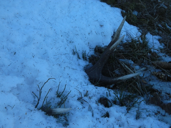 Prekvapenie pod snehom.