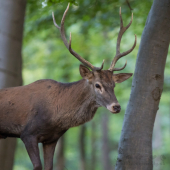 Tesne pred objektív