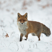 Priamo pred objektív