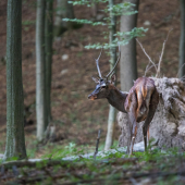 Z jelenej ruje