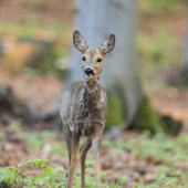 Priamo pred objektív
