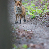 Na lesnom chodníčku