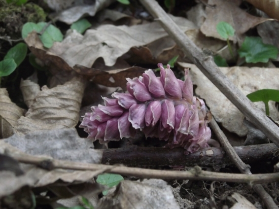 Zubovník šupinatý