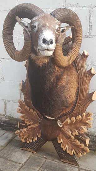Muflón