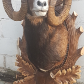 Muflón
