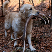 dnes to nebola pet-fľaša