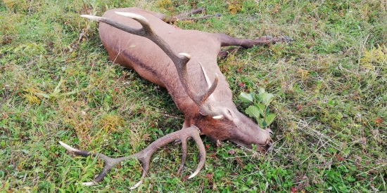 Jeleň
