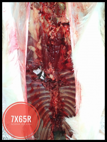 Muflonča vs.7x65r Norma Vulkan