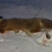 Lišiačik z dnešného  rána