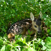 Srnča zachránené pred kosačkou