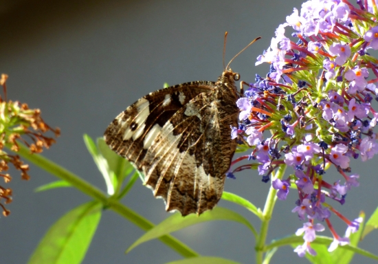 očkáň stoklasový