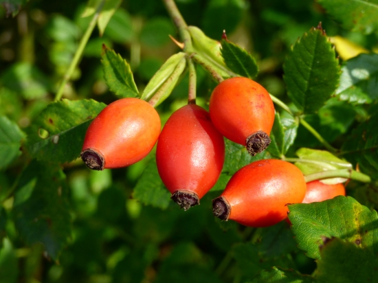 dozrievajúce šípky