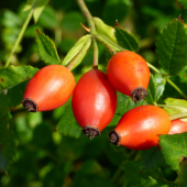 dozrievajúce šípky