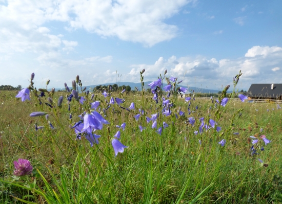 zvončeky v tráve....