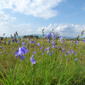zvončeky v tráve....