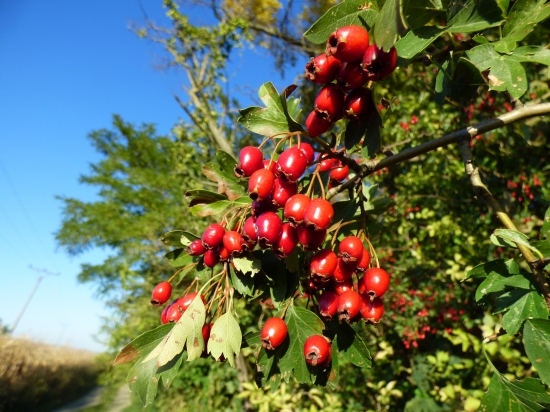 obsypaná halúzka...