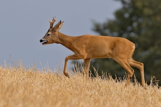 únik pred dominantným