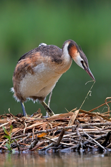 potápka chochlatá-úprava hniezda