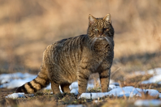 mačka divá s poškodeným okom