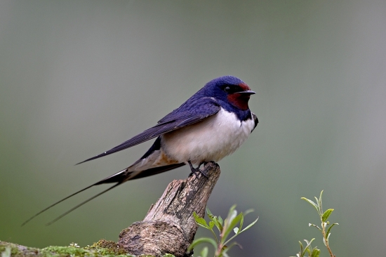 lastovička obyčajná