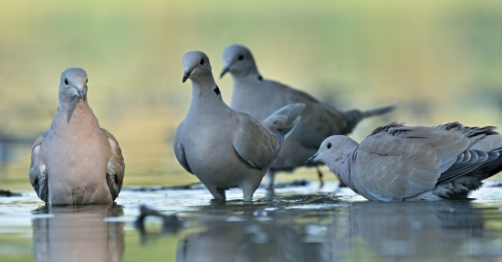 kúpajúce hrdličky
