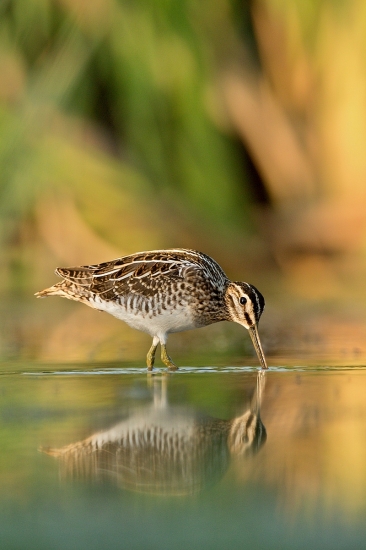 močiarnica mekotavé