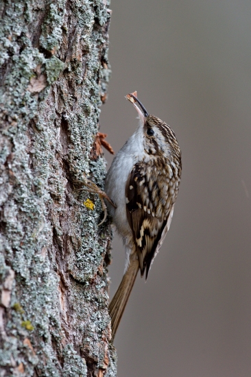 kôrovník krátkoprstý