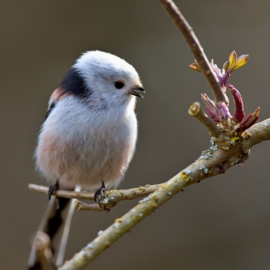 mlynárka dlhochvostá