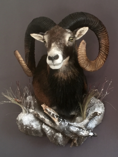 Muflon