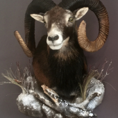 Muflon
