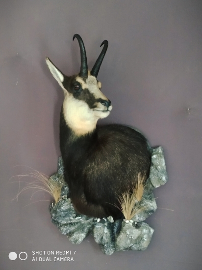 Kamzík