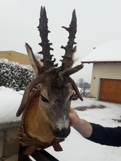 Stará trofej slovenského raritného srnca v preparáte