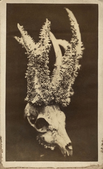 Stará trofej parochniara z Čiech