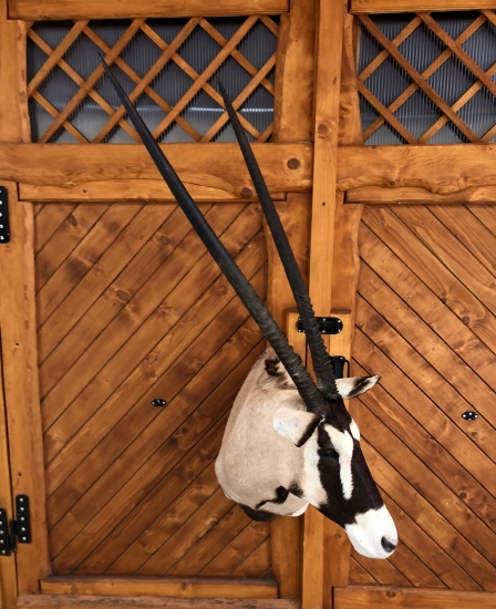 Zlatý Oryx