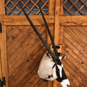 Zlatý Oryx