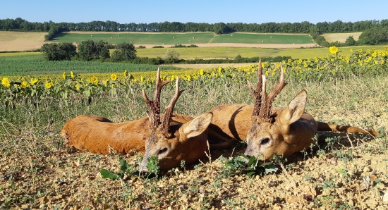 Ranní vycházka. Za hodinu bylo hotovo :-)
