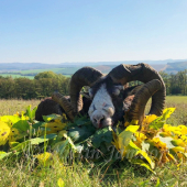 Starý pán - 9 let.