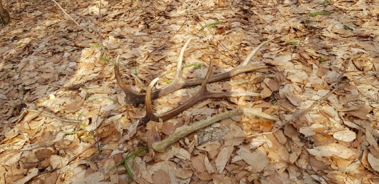 nedeľná vychádzka