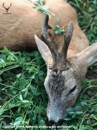 Ruja v Maďarsku