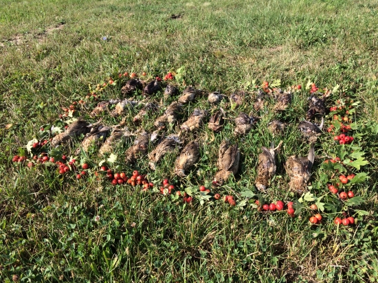 Na prepeliciach v Rumunsku