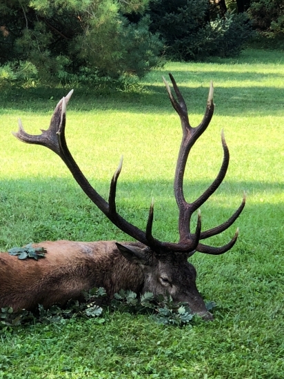 Kapitálny jeleň z Bólyu