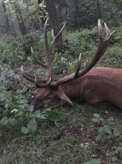 Kapitálny jeleň z Karapancse