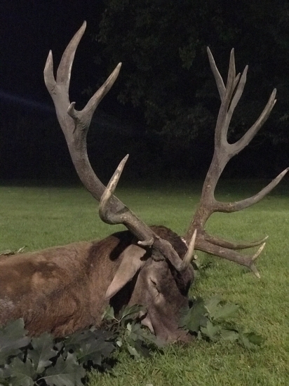 Kapitálny jeleň z Gúthu (224 CIC)