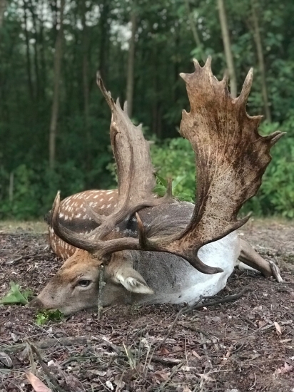 Kapitálny daniel z Gúthu