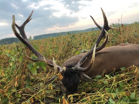 Zlatý jeleň z Karapancse