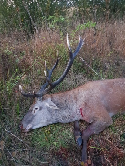 Karpaťák z východu ...