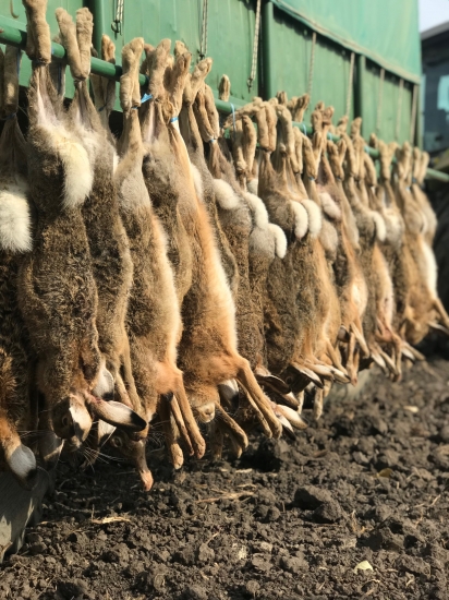 Na zajacoch v Maďarsku