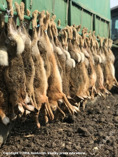 Na zajacoch v Maďarsku