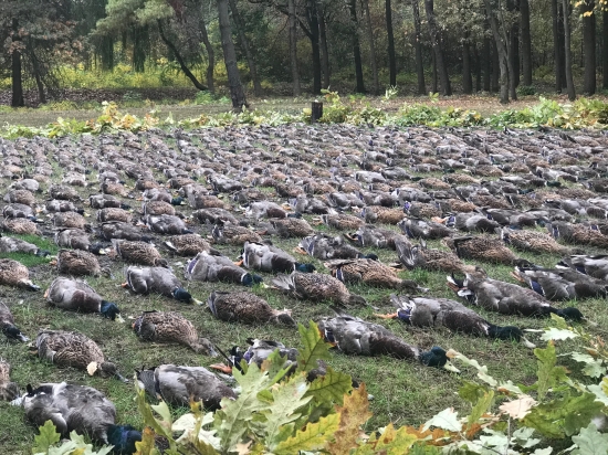 Na kačičkách v Maďarsku