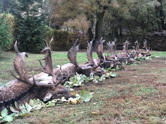 Po dvoch úspešných vychádzkach ...